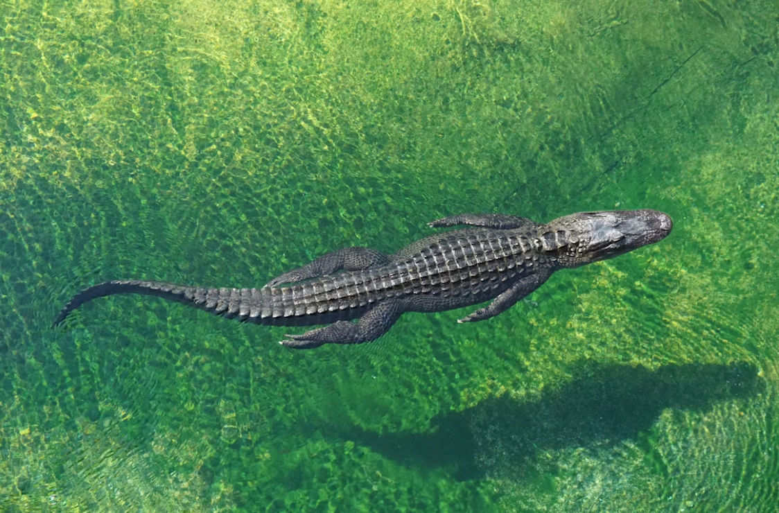 Florida Wildlife Raise More Doubts About Climate Fearmongering