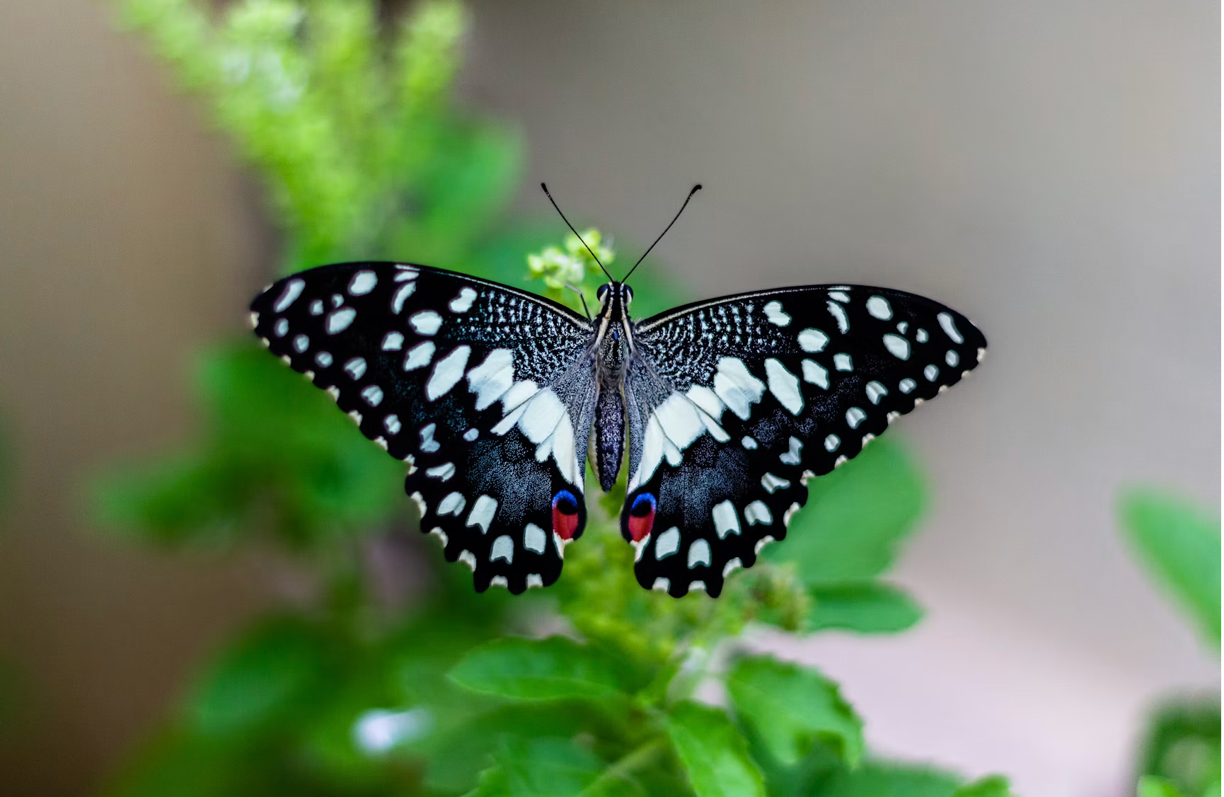 Wave Goodbye to the Butterfly Effect …