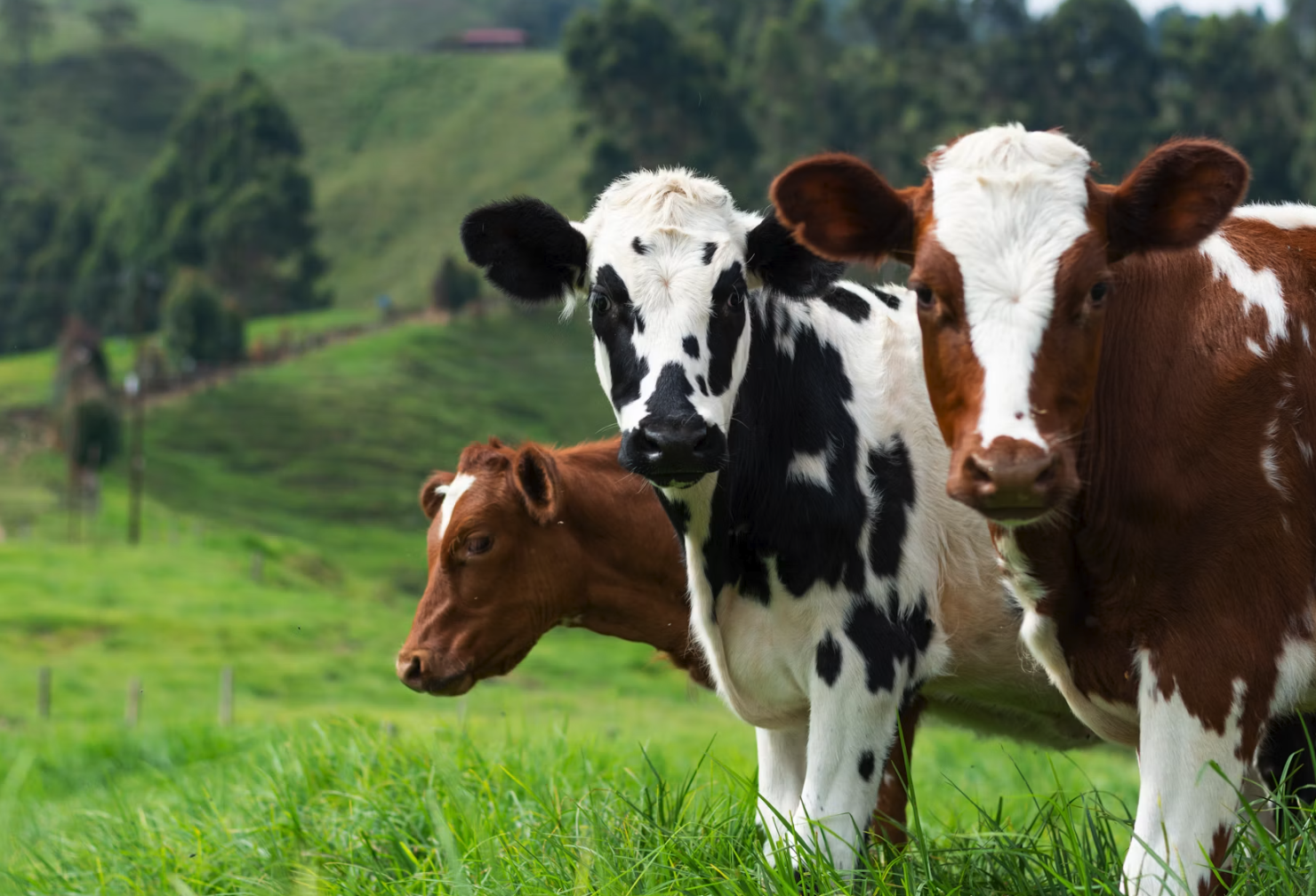 Big Dairy’s Climate Agenda Puts Independent Farmers at Risk